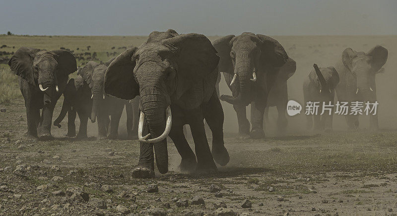 非洲丛林象(Loxodonta africana)，也被称为非洲草原象。肯尼亚马赛马拉国家保护区。象群带着喇叭声和大量灰尘冲向镜头。